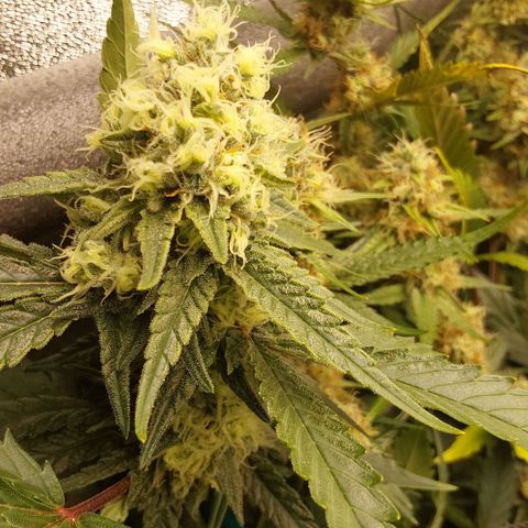 White Russian growlog timeline photo