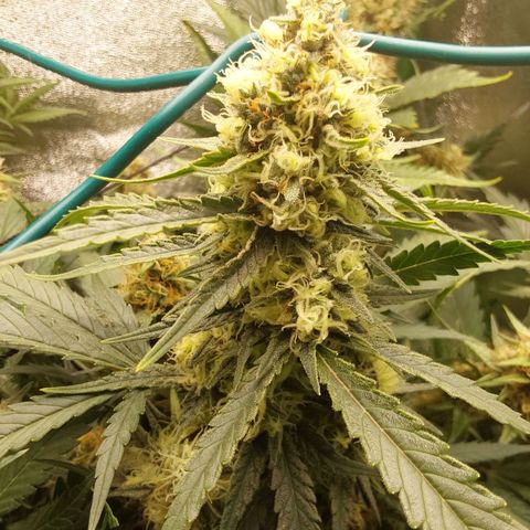 Orange Bud growlog timeline photo