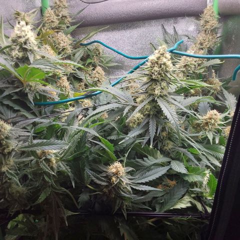 White Russian growlog timeline photo