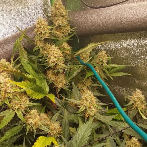AK47-P growlog timeline photo
