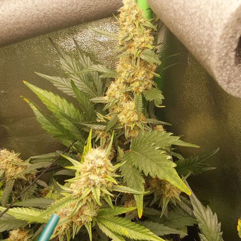 AK47-C growlog timeline photo