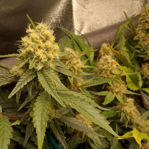 White Russian growlog timeline photo