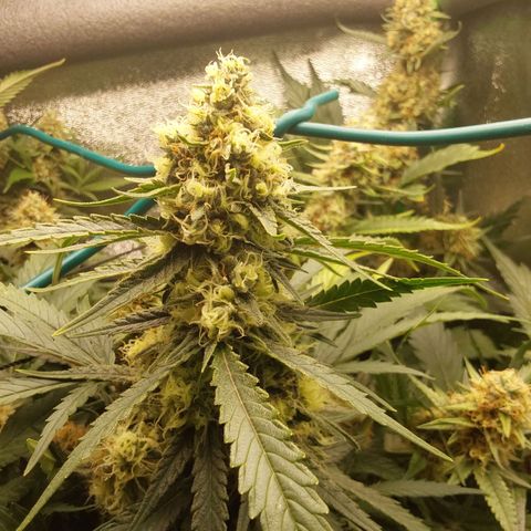 Orange Bud growlog timeline photo