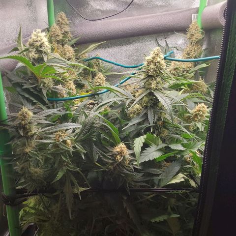 White Russian growlog timeline photo