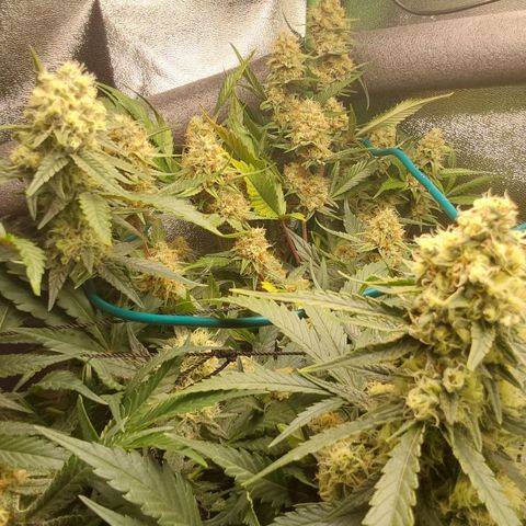 White Russian growlog timeline photo