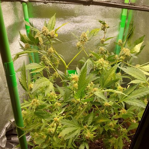 White Russian growlog timeline photo