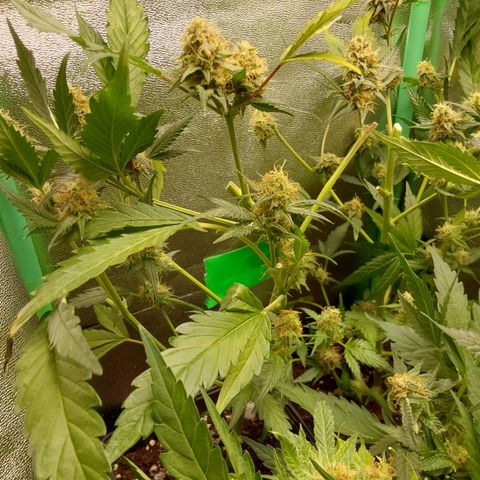 AK47-P growlog timeline photo