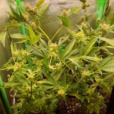 White Russian growlog timeline photo