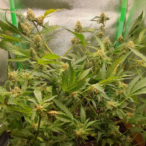 White Russian growlog timeline photo