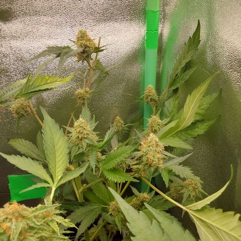 AK47-C growlog timeline photo
