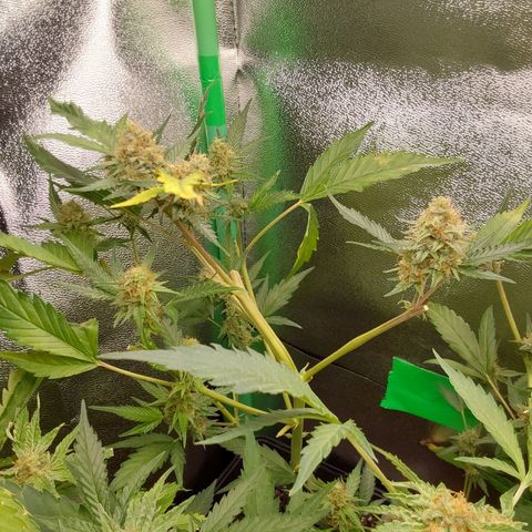 AK47-P growlog timeline photo