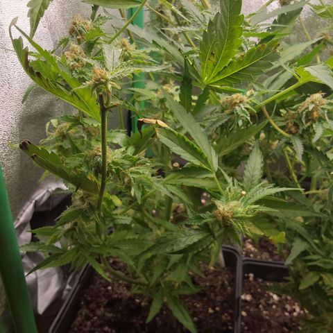 White Russian growlog timeline photo