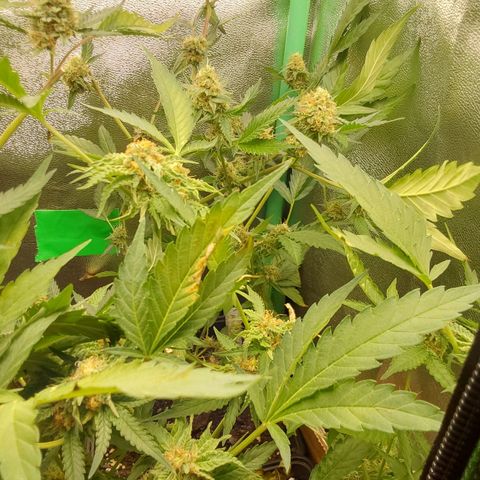 Orange Bud growlog timeline photo
