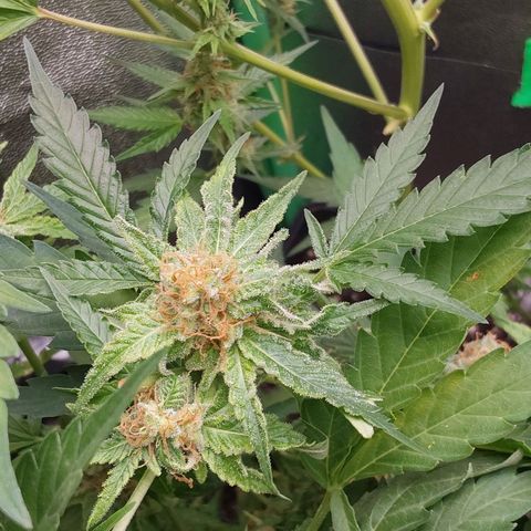 White Russian growlog timeline photo