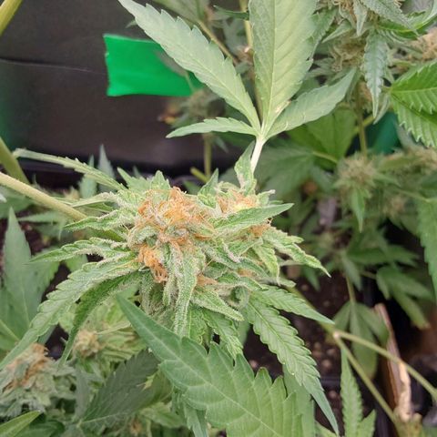 Orange Bud growlog timeline photo