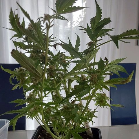 White Russian growlog timeline photo