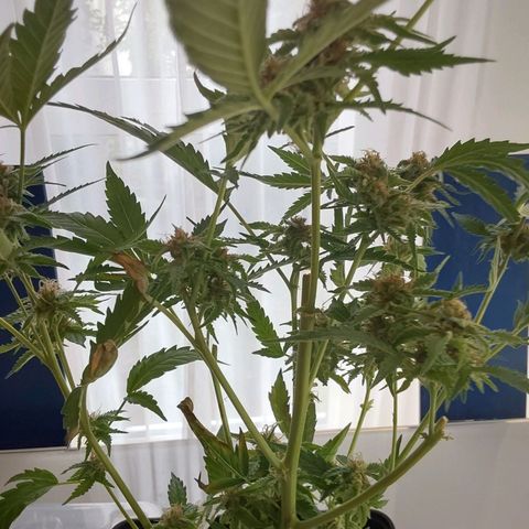 Orange Bud growlog timeline photo