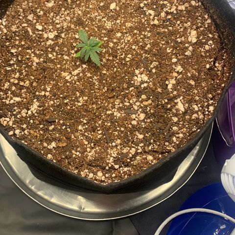 Banana Kush growlog photo: 11L