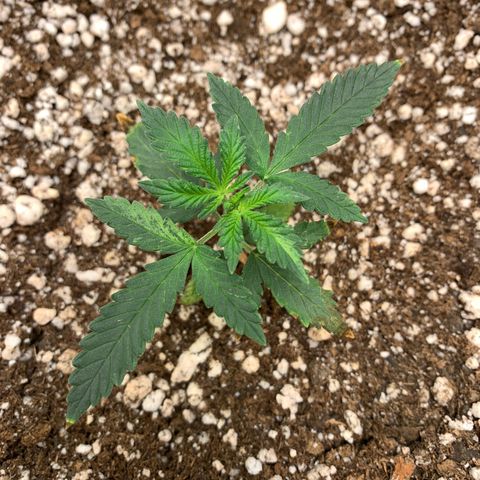 Banana Kush growlog timeline photo