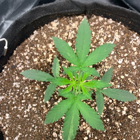 Banana Kush growlog timeline photo