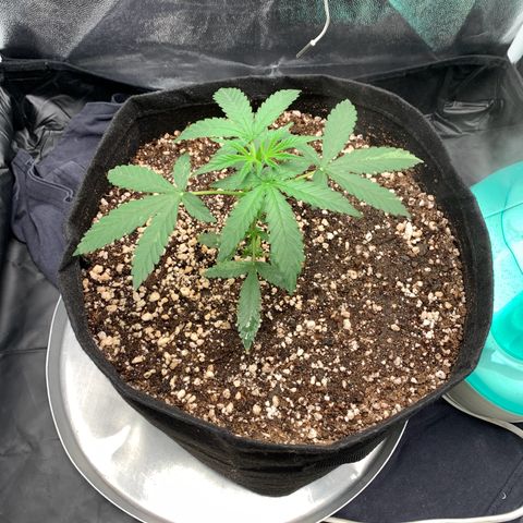 Banana Kush growlog timeline photo