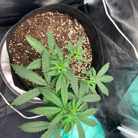 Banana Kush growlog timeline photo