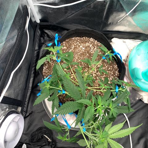 Banana Kush growlog timeline photo