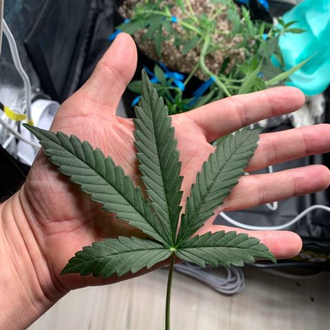 Banana Kush growlog timeline photo