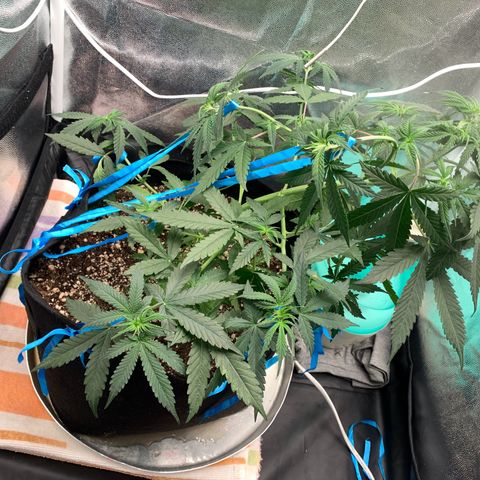 Banana Kush growlog photo:  my first tie… 😅