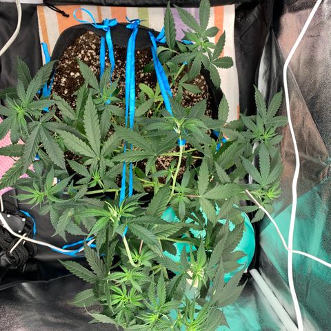 Banana Kush growlog photo:  my first tie… 😅