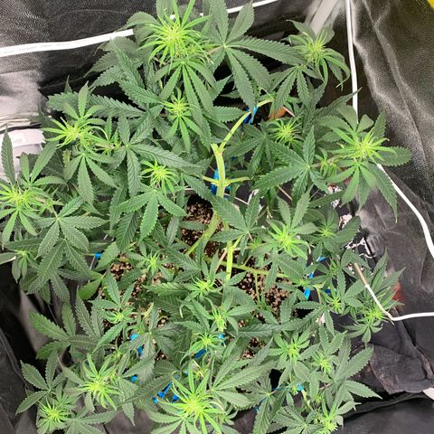 Banana Kush growlog timeline photo