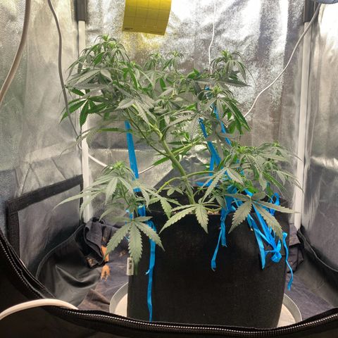 Banana Kush growlog timeline photo