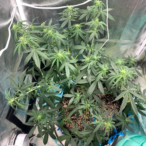 Banana Kush growlog timeline photo