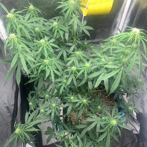 Banana Kush growlog timeline photo