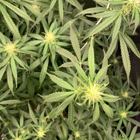 Banana Kush growlog timeline photo