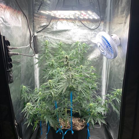 Banana Kush growlog timeline photo