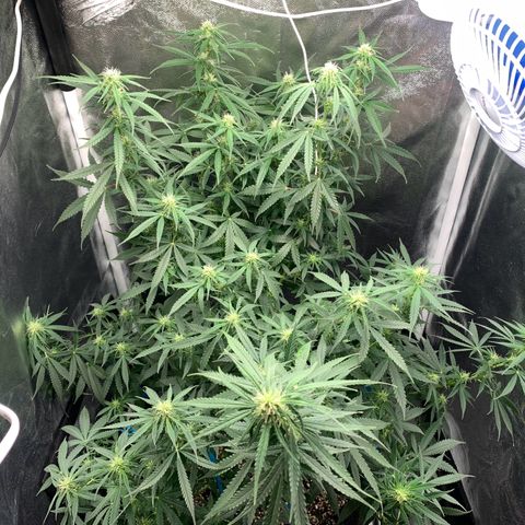 Banana Kush growlog timeline photo