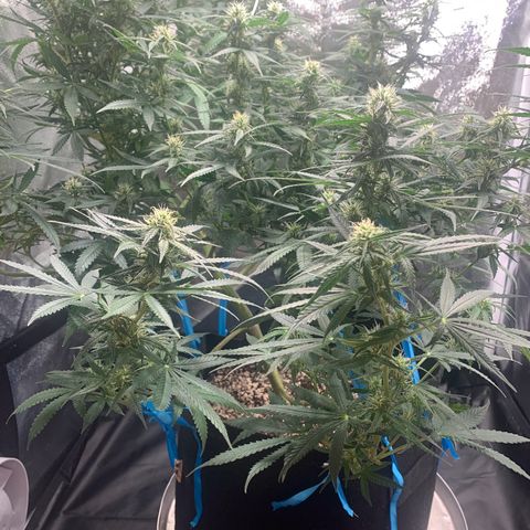 Banana Kush growlog timeline photo