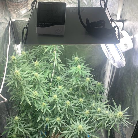 Banana Kush growlog timeline photo