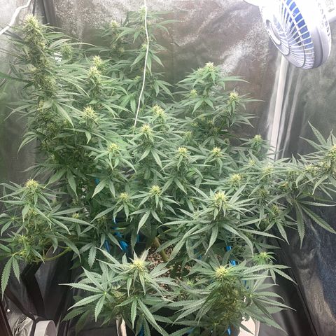 Banana Kush growlog timeline photo