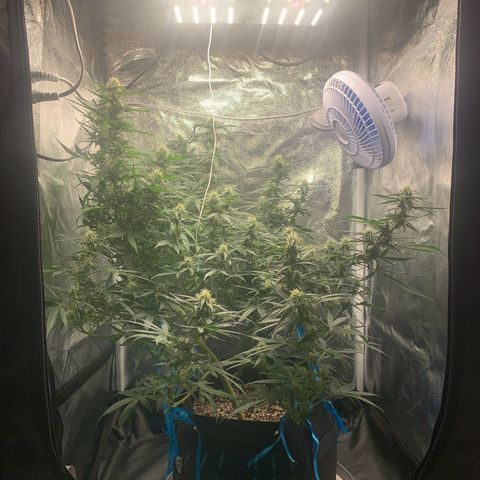 Banana Kush growlog timeline photo