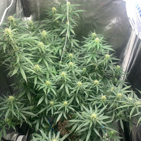 Banana Kush growlog timeline photo