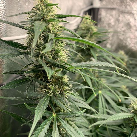 Banana Kush growlog photo: 😭