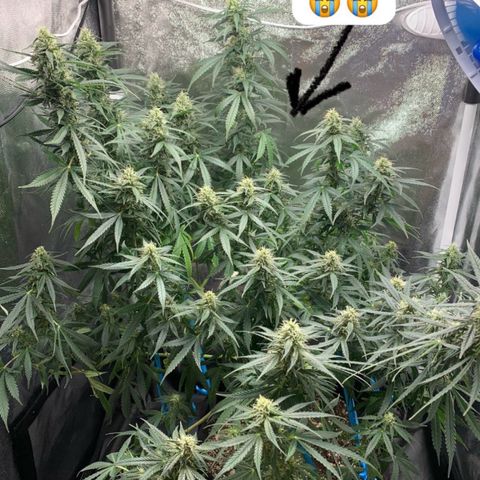 Banana Kush growlog photo: 😭