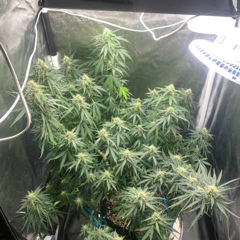 Banana Kush growlog timeline photo