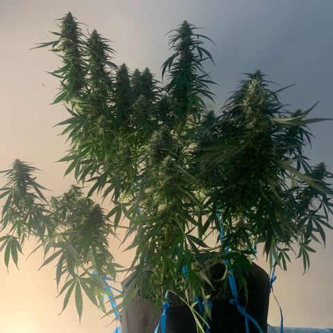 Banana Kush growlog timeline photo