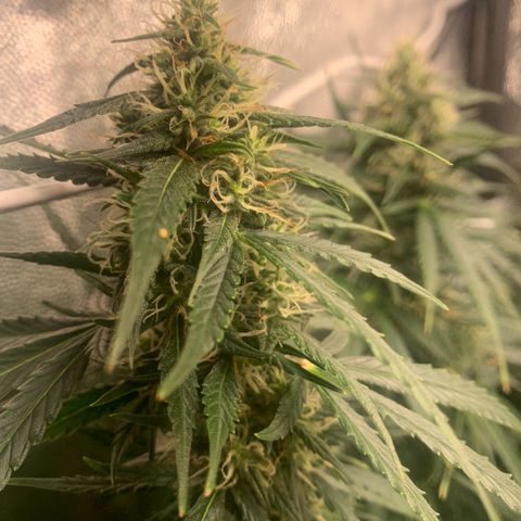 Banana Kush growlog timeline photo