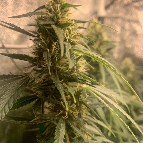 Banana Kush growlog timeline photo