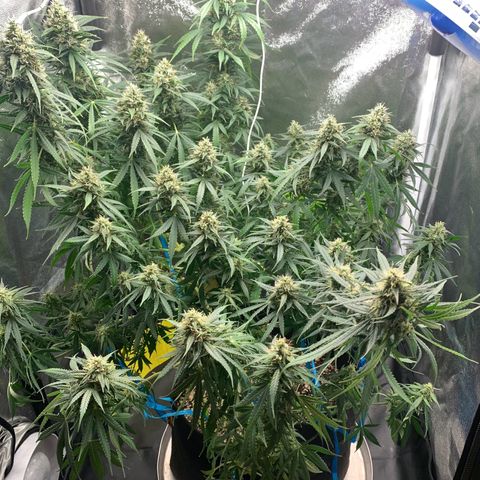 Banana Kush growlog timeline photo