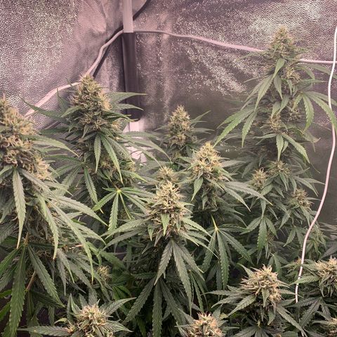 Banana Kush growlog timeline photo